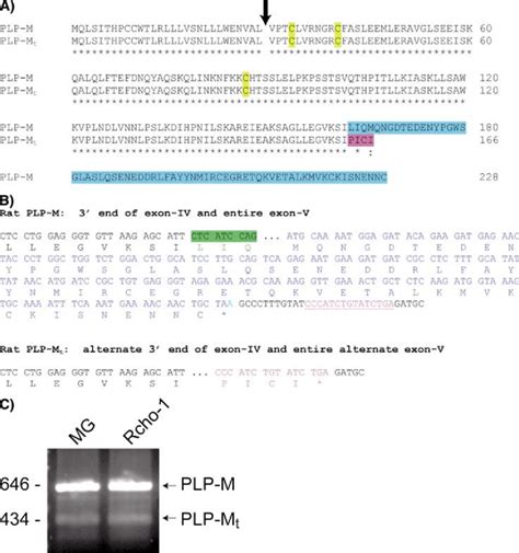 Predicted Amino Acid Sequence And Expression Of Prolactin Like