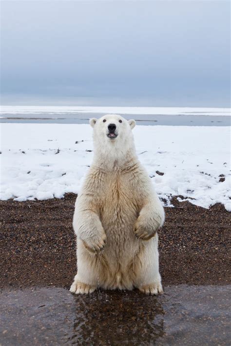 Alaska Polar Bear Photography By Hugh Rose Photography