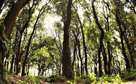 Los Rboles Reguladores Del Clima Y Generadores De Vida En El Planeta