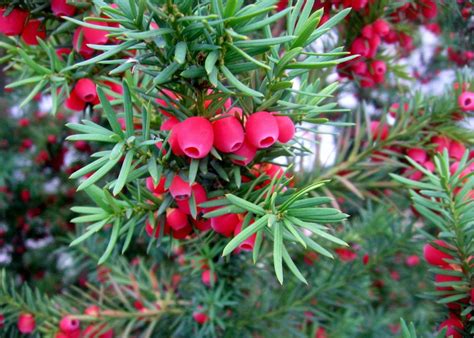 5 arbustes à baies rouges pour un contraste de couleurs dans le jardin