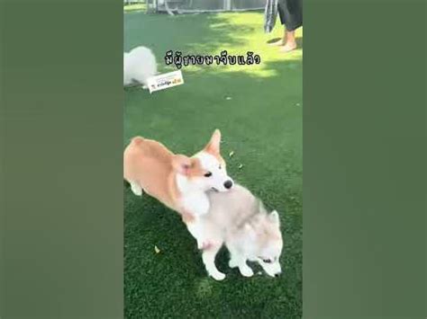ว้ายยย มีผู้มาจีบ🤣🥰💖#โอลิเวียร์พาไป #ปอมสกี้ #Pomsky #pets #pomskydog ...