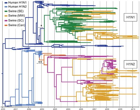 Phylogenetic Relationships Of 325 Human H1 Origin Swine Influenza