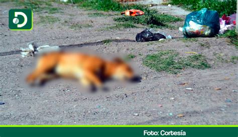 Alerta por envenenamiento perros en Rionegro en los últimos días se