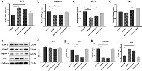 Cox 2 Inhibition Ameliorated Cell Apoptosis Induced By Adsc Cm A B