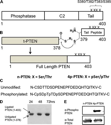 Phosphorylation Mediated PTEN Conformational Closure And Deactivation