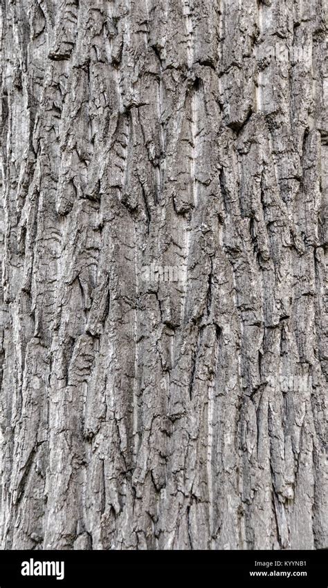 Seamless Tree Bark Background Grey Texture Of The Old Tree Stock Photo