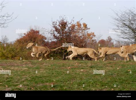 Female Lions Running Stock Photo Alamy