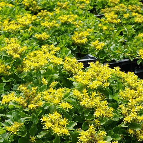 Sedum Yellow Stonecrop Succulent Seeds Sedum Ellacombianum Bonus