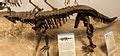 Category:Desmatosuchus fossils - Wikimedia Commons