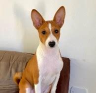 Basenji Poodle Mix: Basenjipoo Facts and Images!