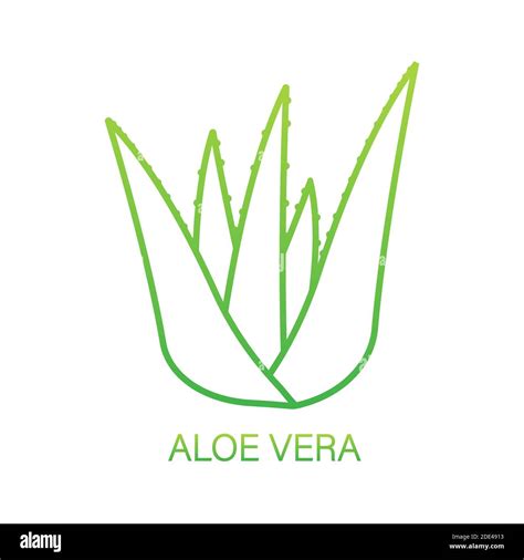 Planta de aloe vera realista Etiqueta de envase de producto orgánico