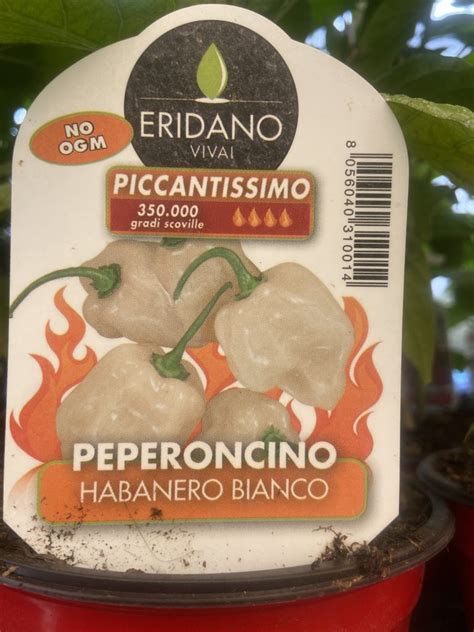 Peperoncino Habanero Bianco Vaso Cm Vivaio Menzani