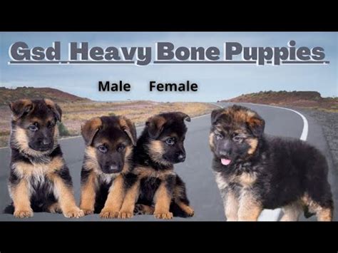 Heavy Bone German Shepherd Puppies Male Female For Sale YouTube