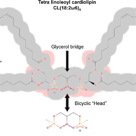 Structure of cardiolipin. Cardiolipin possesses a distinctive structure... | Download Scientific ...