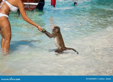 Monkey At The Monkey Beach In Koh Phi Phi Island Thailand Stock Image