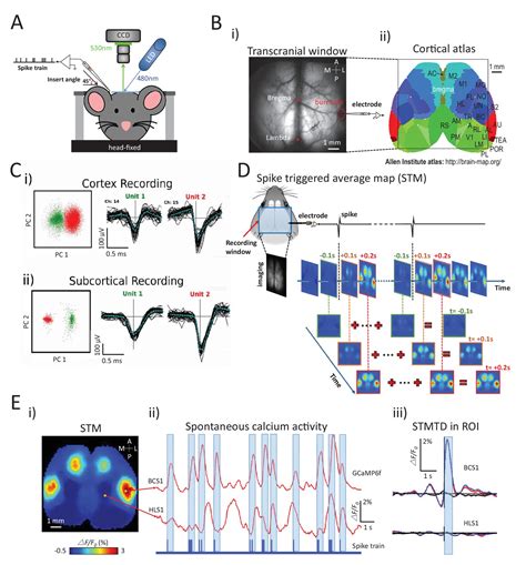 Figures And Data In Mapping Cortical Mesoscopic Networks Of Single