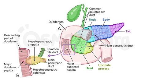 Anatomy Of The Abdominal Viscera Pancreas And Spleen Osmosis