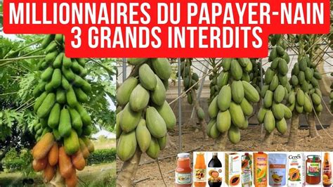 Dominez L Industrie Du Jus Avec Ces 3 Astuces De Papayer Nain