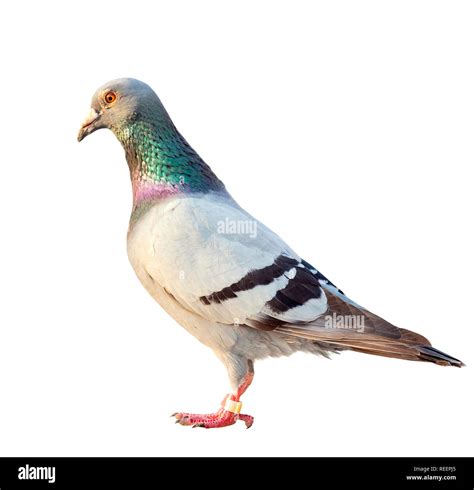 Racing Pigeon Hi Res Stock Photography And Images Alamy