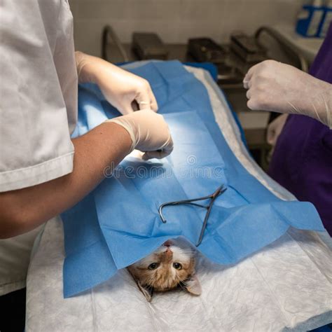 Vet Doing The Operation For Sterilization The Cat On The Operating