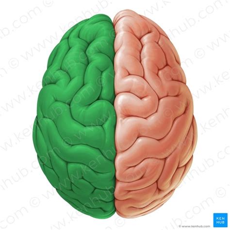 1 Cerebrum Superior View Of The Brain Flashcards Quizlet