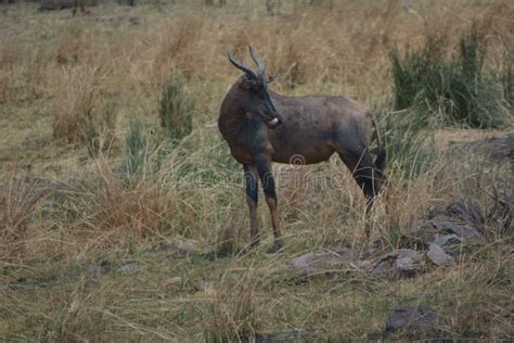 A Single Blauw Wildebeest Buck In The Kruger National Park Stock