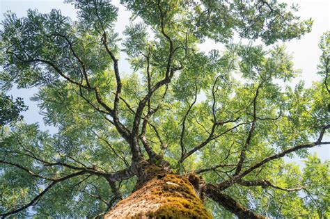 Los Rboles Transmiten Conocimiento A Sus Hijos Por Debajo De La Tierra