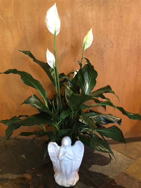 6” Peace Lily In Angel Pot Nicola Flora