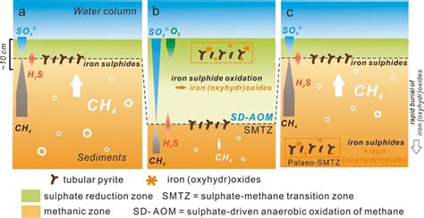 Simplified Scenario For Dynamic Sulphur And Iron Cycling In Sediments