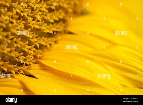 Sonnenblumen Makro Fotos Und Bildmaterial In Hoher Aufl Sung Seite