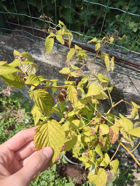 Raspberry Plant R Gardening