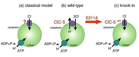 CLC Chloride Channels And Transporters