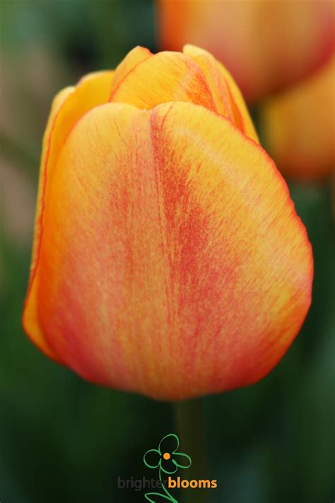 Tulip Blushing Apeldoorn Brighter Blooms