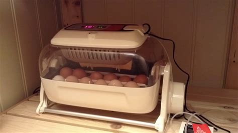 Egg Hatching Incubator Timelapse YouTube