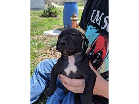 6 bully puppies for adoption Joplin - Puppies for Sale Near Me