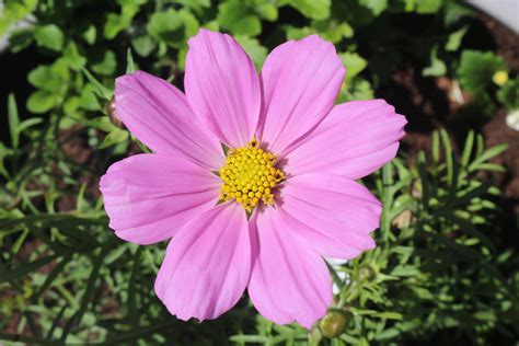 Cosmos Aolifent Flickr