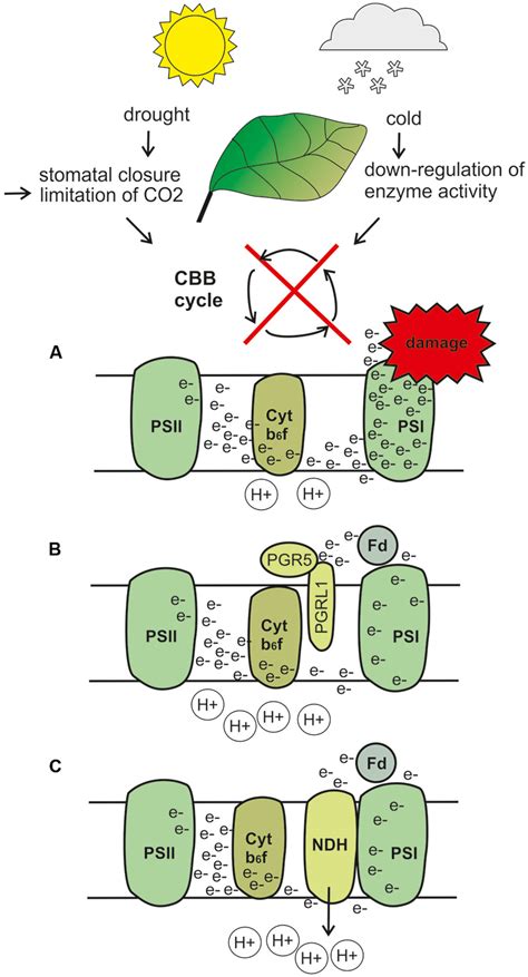 Cyclic Electron Flow