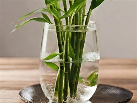 How To Revive A Bamboo Plant 5 Expert Tips