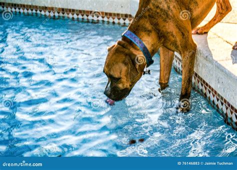 Boxer Dog Drinking Out Of Pool Stock Image Image Of Colored