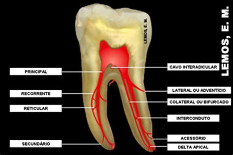 Sistema De Canais Radiculares Endodontia