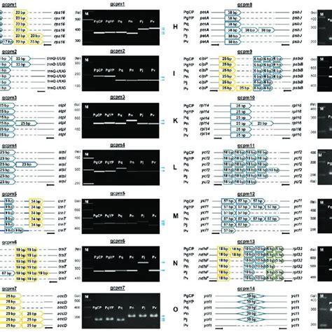 Validation Of 14 Molecular Markers Derived From Indel Regions Of Five