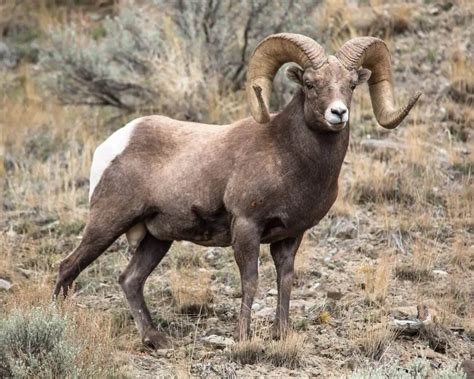 Bighorn Sheep - Facts, Diet, Habitat & Pictures on Animalia.bio