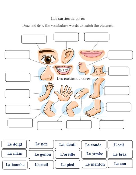 Les Parties Du Corps Liveworksheets