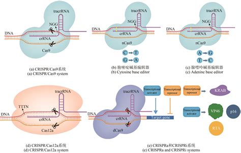 Crispr Cas