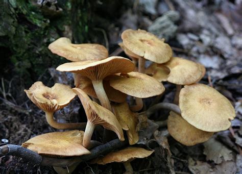 Honey Mushrooms Fungi Fungus Free Photo On Pixabay