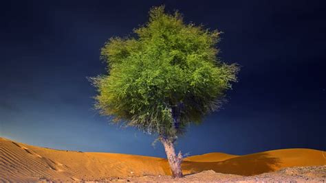 Ghaf Tree Stock Video Footage - 4K and HD Video Clips | Shutterstock