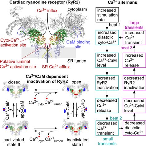 Ca2 CaM Dependent Inactivation Of RyR2 Underlies Ca2 Alternans In