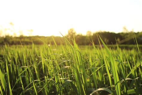 Free Images Plant Sunshine Lawn Meadow Prairie Sunlight Flower