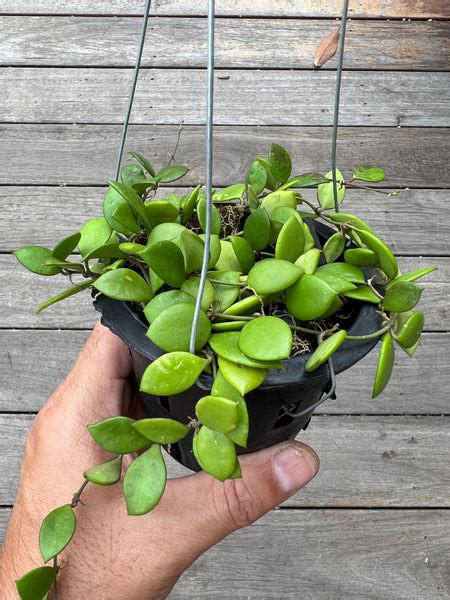 Hoya Picta Crafted Identity