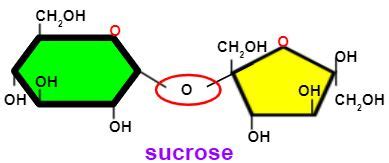 Chemical Structure Of Sucrose